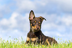 Australian Kelpie Puppy
