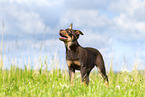 Australian Kelpie Puppy