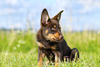 Australian Kelpie Puppy