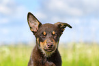 Australian Kelpie Puppy