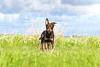 Australian Kelpie Puppy
