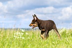 Australian Kelpie Puppy