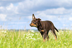 Australian Kelpie Puppy