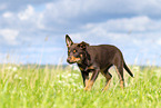 Australian Kelpie Puppy