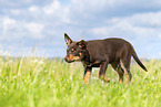 Australian Kelpie Puppy