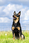 Australian Kelpie in summer