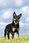Australian Kelpie in summer