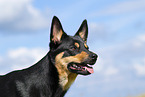 Australian Kelpie in summer