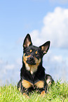 Australian Kelpie in summer