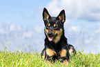 Australian Kelpie in summer