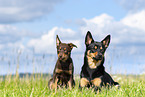 2 Australian Kelpies