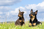 2 Australian Kelpies