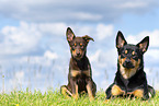 2 Australian Kelpies