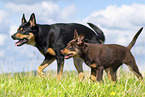 2 Australian Kelpies
