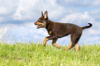 Australian Kelpie Puppy