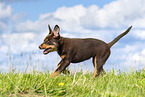 Australian Kelpie Puppy