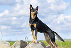 Australian Kelpie in summer