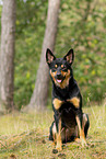 adult Australian Kelpie