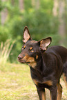 young Australian Kelpie
