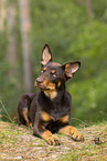 young Australian Kelpie