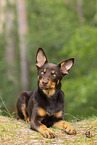 young Australian Kelpie