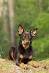 young Australian Kelpie