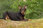 young Australian Kelpie