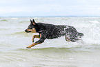 adult Australian Kelpie