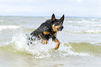adult Australian Kelpie