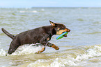 young Australian Kelpie