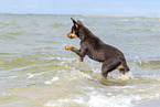 young Australian Kelpie
