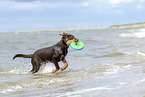 young Australian Kelpie