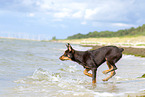 young Australian Kelpie