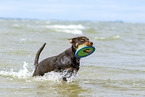 young Australian Kelpie