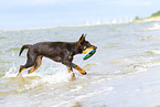 young Australian Kelpie