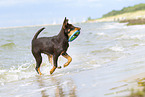 young Australian Kelpie