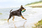 young Australian Kelpie