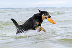 adult Australian Kelpie