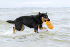 adult Australian Kelpie