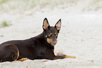 young Australian Kelpie