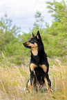 adult Australian Kelpie