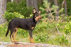 young Australian Kelpie