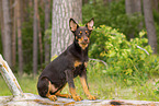 young Australian Kelpie