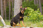 young Australian Kelpie