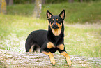 adult Australian Kelpie