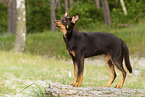 young Australian Kelpie
