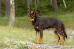 young Australian Kelpie