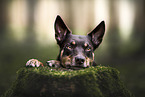 Australian Kelpie