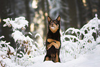 Australian Kelpie