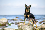 Australian Kelpie